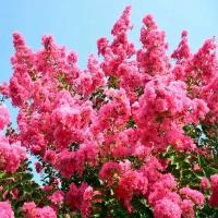 Сирень Индийская - Лагерстремия (лат. Lagerstroemia Indica) семена 10шт + подарочные семена