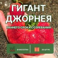 Клубника ранняя "Гигант Джорнея" 20 штук саженцев