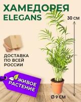 Хамедорея Elegans, комнатное растение, диаметр горшка 9 см, Высота 30 см