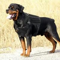 Тактическая шлейка для собак / размер L / профессиональный тактический жилет для собак средних пород. Регулируемая прогулочная шлейка