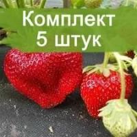 Комплект 5шт / Клубника Чамора Туруси (Не ремонтантная/Поздняя)