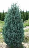 Можжевельник Скальный Блю Эрроу (Juniperus scopulorum) Саженец/30-40 см./2 года/2л/Закрытая (ЗКС)