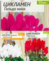 Набор семян комнатных цветов цикламен Агрофирмы Семена Алтая: Гильда, Габи, Бригидда мини