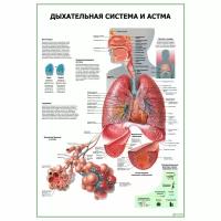 Дыхательная система и астма, плакат ламинированный А2