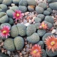 Семена Орешка Суккулент Lithops verruculosa mix 10 шт