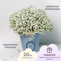 Букет из белой гипсофилы Зефирка цветочная композиция 20 см в коробке, цветы живые букет от, Лэтуаль Flowers