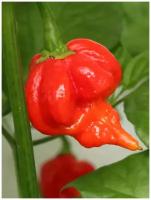 Семена Острый перец Trinidad Scorpion Butch T red (Тринидад Скорпион Бутч Т красный), 5 штук