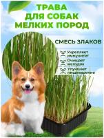 Набор для выращивания Трава для собак МММ / микрозелень набор для проращивания в лотке для животных / для котов и кошек / семена наборы + лотки
