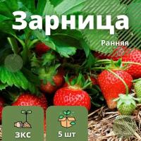 Клубника "Зарница" (ранний срок созревания) 5шт