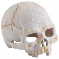 Для террариума Exo Terra Primate Skull Small 14х10х11 см