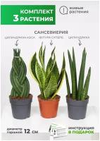 Комплект комнатных растений 3 шт Сансевиерия футура суперб, Сансевиерия цилиндрика коса, Сансевиерия цилиндрика в технологических горшках