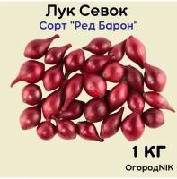 Лук Севок сорт "Ред Барон" 1кг