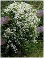 Семена Ломонос трехцветковый (Clematis terniflora), 360 штук