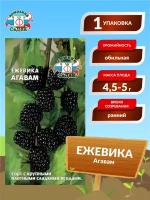 Ежевика "Седек" Агавам 0,05г