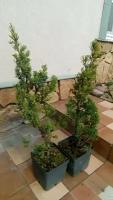 Саженец живое растение Можжевельник китайский Робуста Грин Juniperus chinensis «Robusta Green»