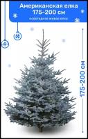 Ель Голубая, новогодняя живая елка, 175-200 см