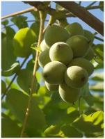 Семена Орех Сердцевидный морозостойкий (Juglans ailanthifolia cordiformis), 5 штук