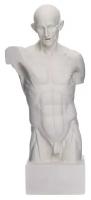 Мастерская Экорше Гипсовая фигура анатомическая: Торс Гудона, 12 х 15 х 48 см