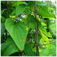 Диоскорея обыкновенная - Тамус обыкновенный (лат. Dioscorea communis) семена 10шт