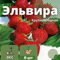 Клубника Эльвира самоопыляемая крупноплодная без кислинки 6 штук саженцев в кассетах