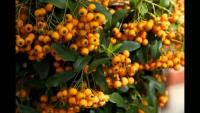 Семена Пираканта роджерса (лат. Pyracantha rogersiana) 20шт Комплект х2 распродажа! + подарок