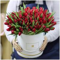 Цветы живые букет из 101 красного тюльпана в шляпной коробке