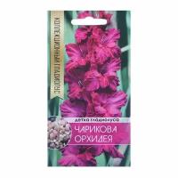 Клубнепочка гладиолуса Чарикова Орхидея (ярко-розовый), 5 шт