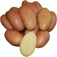 Картофель Розара, в сетке 2 кг, не требователен в уходе, очень вкусный, легко высаживается, обладает отличительным красным цветом