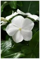 Катарантус (Барвинок) Хитвейв, белый, обильно цветущий комнатный многолетник, прост в выращивании, 7 семян