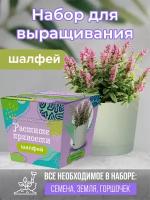 Коллекция наборов для выращивания "Растите пряности. Шалфей"