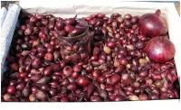 Лук-севок красного салатного сорта "Кармен" по 0,5 кг: посадочный материал с возможностью возделывания посевом чернушки и высаживанием севка
