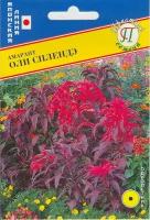 Амарант Оли Сплендэ. Среднерослое и кустистое растение, верхние листья яркие, темно-красные, а нижние листья с привлекательным бронзовым цветом