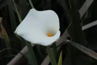 Зантедеския Эфиопская семена 5шт. Калла Белая (Zantedeschia aethiopica)