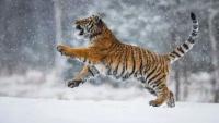 Картина на холсте 60x110 LinxOne "Снег тигр tiger snow Petr" интерьерная для дома / на стену / на кухню / с подрамником