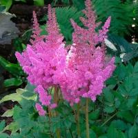 Астильба Вижн ин Пинк 1 шт (Astilbe Vision in Pink), саженцы