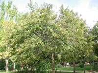 Бирючина японская (лат. Ligustrum japonicum) семена 15 шт