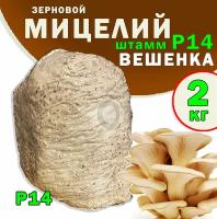 Мицелий вешенки зерновой, семена грибов (штамм Р-14) - 2 кг