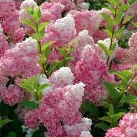 Гортензия метельчатая Ванилла Фрейз (Hydrangea Vanille Fraise), саженцы