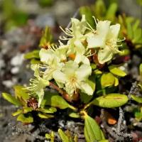 Семена Орешка Рододендрон золотистый (кашкара, Rhododendron aureum) 25 шт