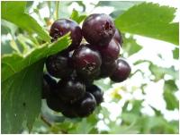 Боярышник черный (лат. Crataegus nigra) семена 20шт