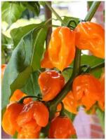 Семена Острый перец Trinidad Scorpion orange / Тринидад Скорпион оранжевый, 5 штук