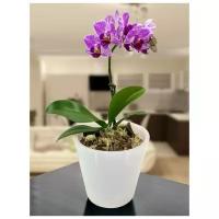 Горшок Orchid Mini 1 л, 125 мм, белый перламутровый InGreen