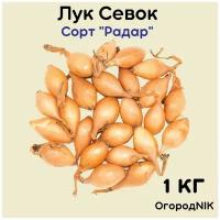 Лук Севок сорт "Радар 1 кг