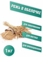 Рожь для заваривания, отваров и настоя, для проращивания. Микрозелень для проращивания