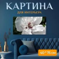 Картина на холсте "Роза шарона, корея, хризантема корейская" на подрамнике 75х40 см. для интерьера