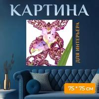 Картина на холсте "Камбрия, орхидея, фиолетовый" на подрамнике 75х75 см. для интерьера