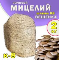 Мицелий вешенки зерновой, семена грибов (штамм К8/А8) - 2 кг