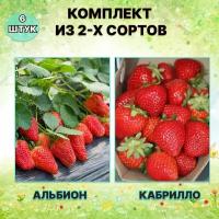 Набор саженцев клубники Альбион/Кабрилло (6 штук)