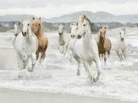Моющиеся виниловые фотообои Лошади горы река, 200х150 см