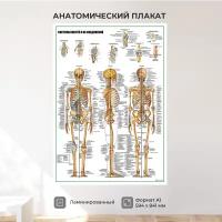 Система костей и их соединений, плакат ламинированный А1